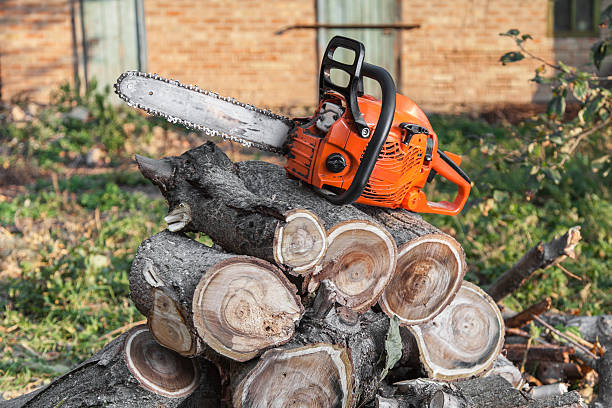 The Steps Involved in Our Tree Care Process in Weleetka, OK